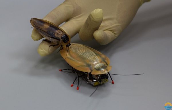 Robot-cockroach-2