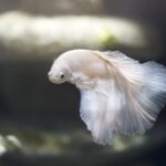 Acuario signo: 7 formas de potenciar tu creatividad y originalidad 4 acuario signo