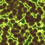 Bacteria carnívora: 7 datos impactantes que no conocías 5 bacteria carnivora