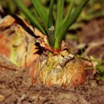Cebolla caramelizada: 5 deliciosas recetas que debes probar 5 cebolla caramelizada
