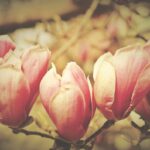 Dulces magnolias: 5 secretos para disfrutar de su belleza y aroma 4 dulces magnolias