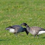 Golden goose: 5 secretos para maximizar tus ganancias hoy 5 golden goose