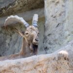 ibex investing componentes