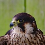 Ildefonso falcones: 5 claves para entender su obra maestra 5 ildefonso falcones