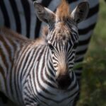 Mapa africa: 5 rutas imprescindibles para explorar el continente 5 mapa africa