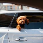 Omoda coches: 5 razones para elegir tu próximo vehículo hoy 3 omoda coches