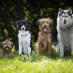 Perrito panzon: 5 maneras de cuidar su salud y felicidad 4 perrito panzon