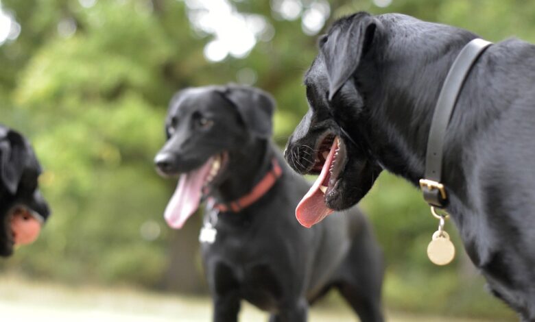 Perros feos: 7 razas que te robarán el corazón a pesar de todo 1 perros feos