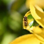 Picadura mosquito tigre: 5 formas de aliviar su molestias 4 picadura mosquito tigre