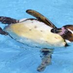 pingüino aire acondicionado