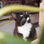 Arenero para gatos 7 consejos para elegir el mejor 5 arenero para gatos