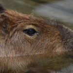 capibara