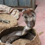 5 cosas que debes saber antes de recibir tu pago 4 cuando se cobra el paro
