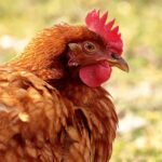 7 consejos prácticos para criarlas de manera efectiva 3 gallina