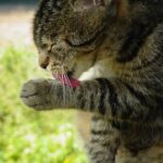 gato atigrado