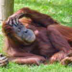 Orangután 5 formas de proteger a estos simios en peligro de extinción 4 orangutan