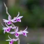 OrquĂdeas 7 secretos para cultivarlas con Ă©xito 5 orquideas