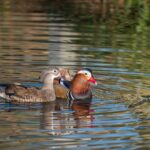 patos