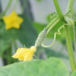 Pepino 7 beneficios sorprendentes para tu salud 3 pepino