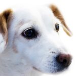 Perritos 7 secretos para una crianza perfecta 5 perritos