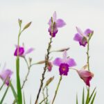 Por qué se regalan flores amarillas 7 significados ocultos detrás de su belleza 4 por que se regalan flores amarillas