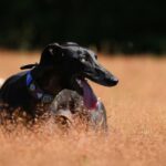 Traductor español alemán 7 consejos para traducir como un experto 4 traductor español aleman