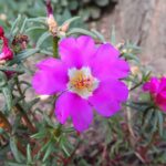 Verdolaga 7 beneficios sorprendentes para tu salud 4 verdolaga