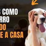 Perros perdidos: 7 pasos clave para encontrarlos rápidamente 2 perros perdidos