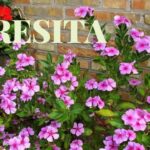 Teresitas flores: 7 secretos para un jardín exitoso en 2025 5 teresitas flores