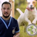 Veterinaria San Francisco de Asís: 7 consejos para cuidar a tu mascota 5 veterinaria san francisco de asis
